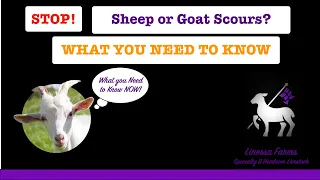 Diarrhea and Scours in Lambs, Sheep, Goats, and Kids.  What You Need to Know!