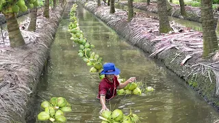 Amazing Way Thai Farmers Harvest Millions of Coconuts Every Year
