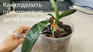 Как правильно отделить,посадить прикорневую ДЕТКУ орхидеи фаленопсис? Триферн для орхидей