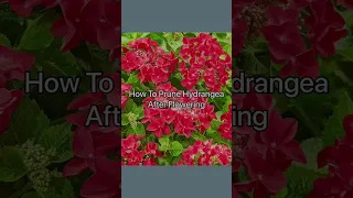 How To Prune Hydrangea After Flowering, Pruning Mop-head Hydrangea