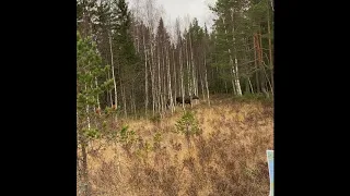 Älgjakt 2019 Hälsingland