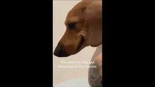 Dog Got Morphine Meme