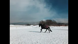 Конный спорт на краю Света