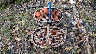 Лес Грибы Красные  Forest Mushrooms Leccinum aurantiacum  2023 10 06