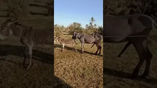 Donkey and donkey meeting in the village