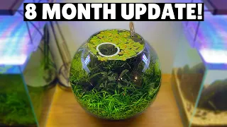 Jungle Style Planted Fish Bowl - 8 Month Update!