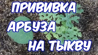 прививка арбуза на тыкву(лагенарию)