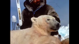 Polar Bear Bowhunt in Northwest Territories