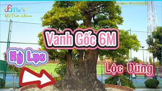 Xem cây Si Đại Gia Tấn Thắng giao lưu của Huy Vua Si giờ ra sao và ngắm cây Lộc Vừng ít có đồ so