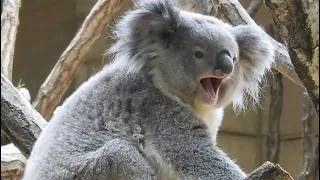 Adorable Koalas#101 "Happy New Year"-Abba