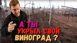 Укрытие винограда на зиму | Просто, надёжно, дёшево