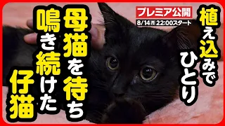 【子猫 保護】母猫とはぐれ、ひたすら鳴き続けた子猫...2晩かけて緊急保護しました