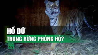 Xuất hiện hổ trong rừng phòng hộ?| VTC14