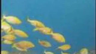 Azores underwater live