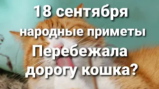 18 сентября - перебежала дорогу кошка? Народные приметы.