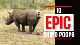 TOP 10 WILDEST RHINO MARKING TERRITORY VIDEOS