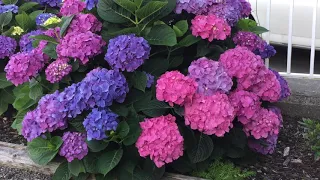 Hydrangea Macrophylla "Let's Dance, Blue Jangles" - In Blooms - July 17