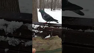 Незнакомый ручной голубь / An unfamiliar tame pigeon