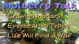 Growing Mulberry Trees Indoors in Pots