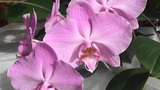 Цветение моих орхидей в июле. 1 часть