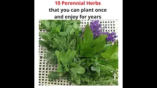 10 Perennial Herbs that you can plant once and enjoy for years #shorts #youyubeshorts #trends