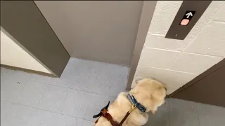 My Guide Dog/Service Dog Zeke is VERY ALERT, when this Dover Impulse Hydraulic Elevator makes noise!