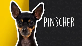 Tudo sobre o PINSCHER! #Dogueiros #Pinscher #Raças