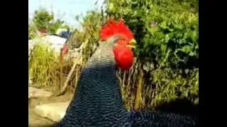 Rooster crow 4x Youtube slow motion video