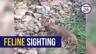WATCH: Hiker has close encounter with wild caracal on Table Mountain
