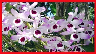 Orquídeas ➜ Dicas de Jardinagem - 5 Segredos Para Cuidar de Uma Orquídea Melhor [Guia Definitivo]