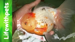 Things to Consider Before Buying Goldfish