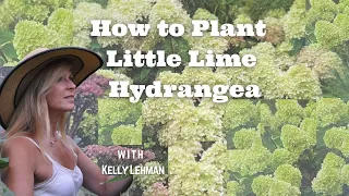 How to Plant Little Lime Hydrangea - With Kelly Lehman