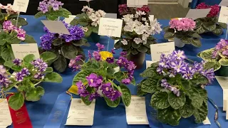 OAVGS 2023 Spring Show - Violets For All Seasons