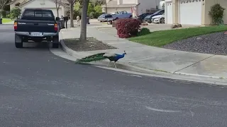 City of Fairfield is preparing to pay more than $20,000 to remove dozens of peacocks