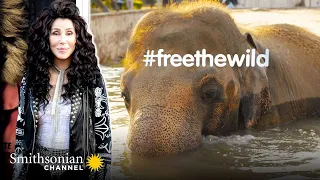 How Social Media Ignited Cher's Fight to Save Kaavan the Elephant 📣 Smithsonian Channel