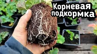 Мощная корневая система на черенках пеларгонии