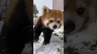 もふもふもふ..♡雪の上をお散歩！