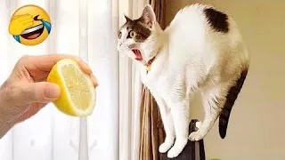 New Funny Animals || Funniest Cats and Dogs Videos 😺🐶funny cats, funny dogs, pets, funny pets,