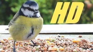 Video for Cats. Birds galore in super close up on birdtable.