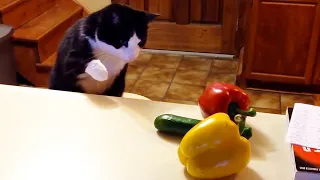 Gatos vs Pepino