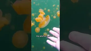 Jellyfish Lake in Palau. #shorts #shortsvideo #youtubeshorts