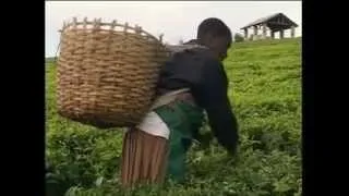 Cheated Of Childhood - Future Harvests - Documentary - Tanzania
