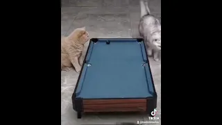 Cat Pool