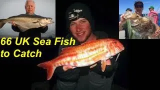 66 UK Sea Fish we can Catch on our Doorstep!