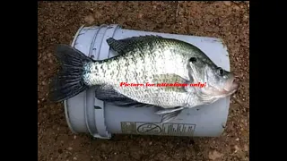 A Crappy Fishing Trip (Crappie fishing Tennessee River)