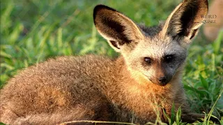 interesting facts about bat eared fox by weird square