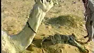 أروع فيلم وثائقي عن الابل والصحراء | فيلم: في أثر أخفاف الابل إنتاج 1999م