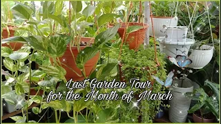 Vlog #52: Last Garden Tour for the Month of March (March 31, 2021)