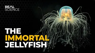 The Incredible Way This Jellyfish Goes Back in Time