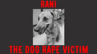 Rani - Dog Rape Victim #justiceforrani